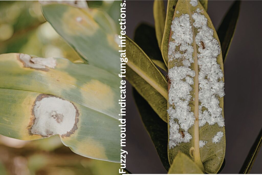 Scale insects on Hakea laurina stem causing plant stress