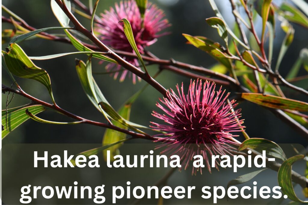 Hakea laurina pincushion flower in Australian garden landscape