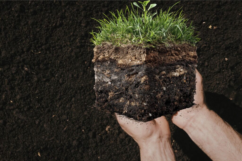 soilph must check for Hakea laurina pincushion