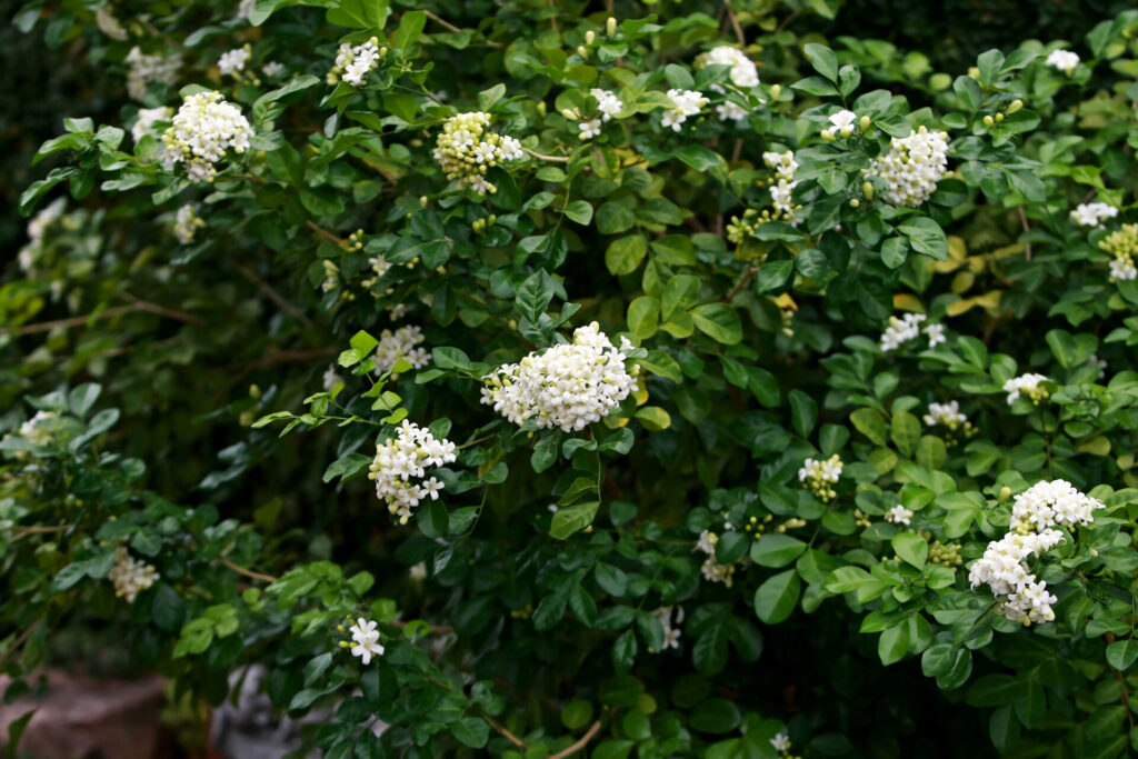 Best privacy plants for Australian backyards