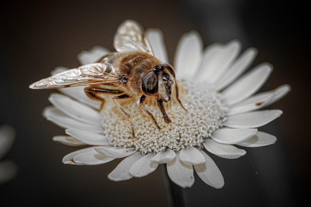 bee pet friendly Paper Daisy Australia in home garden