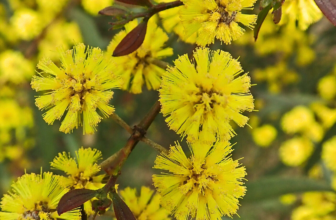Australian native flowers in full bloom – Waratah and Grevillea in garden bed"
