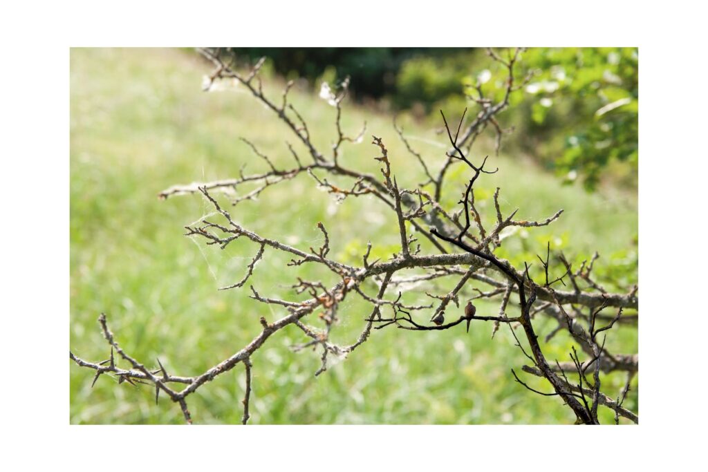 Hakea laurina pincushion not flower ing in Australian gardens