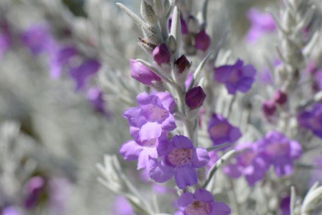 Eremophila nivea, Australian silly flowers