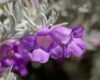 Eremophila Nivea plant with silver foliage and purple flowers growing in an Australian native garden"