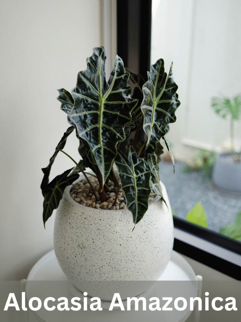 Alocasia Amazonica in white pot, indoor outdoor decoration ideas