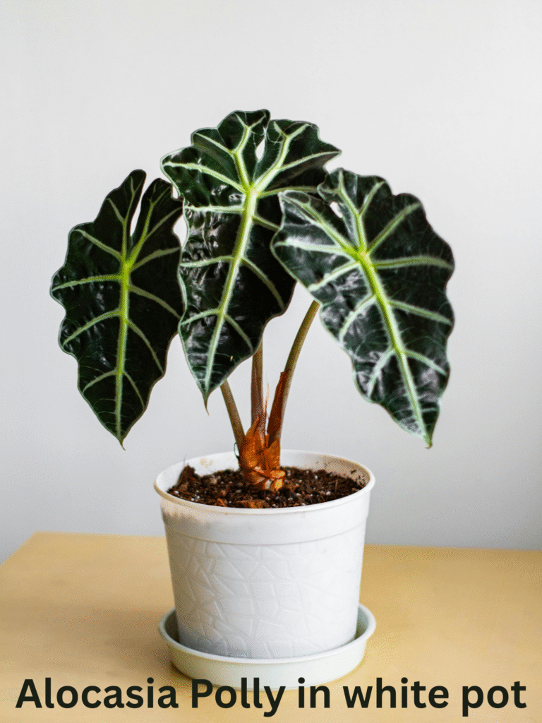 polly in pot , indoor outdoor decoration