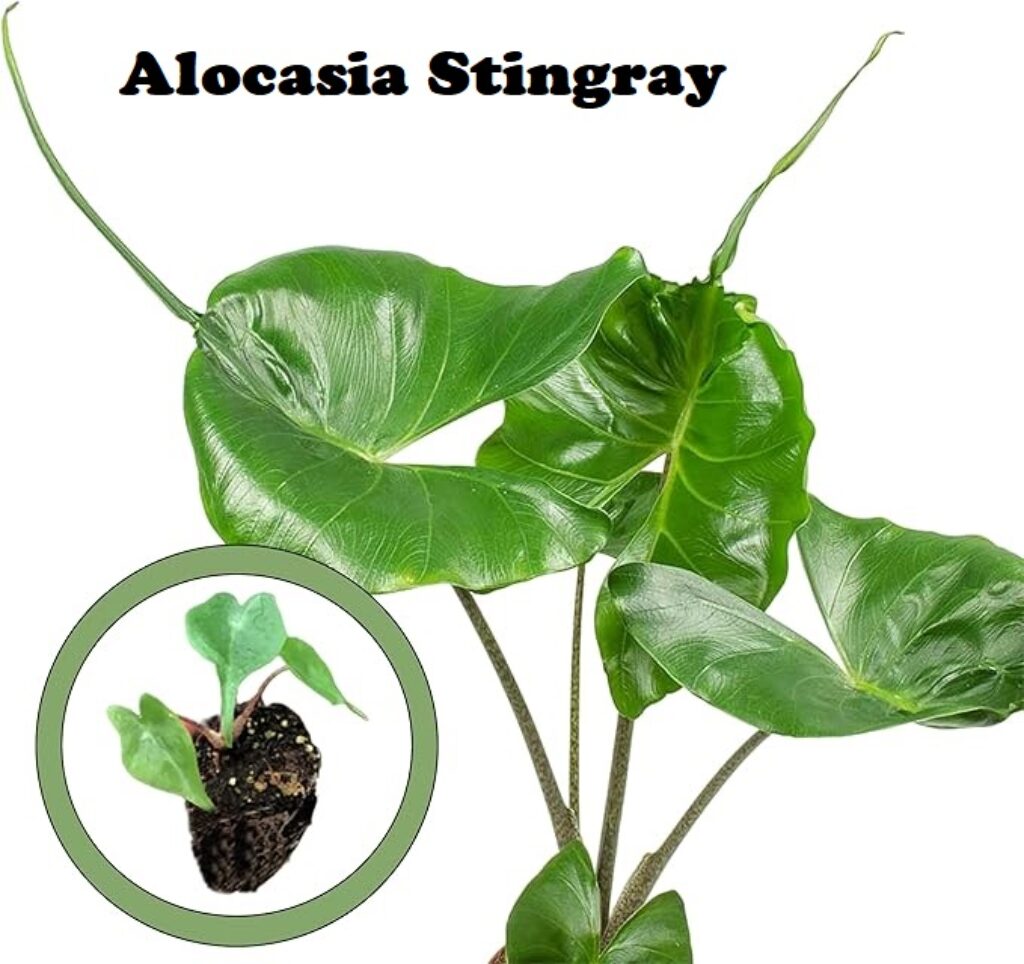 Alocasia-Stingray, indoor outdoor decoration