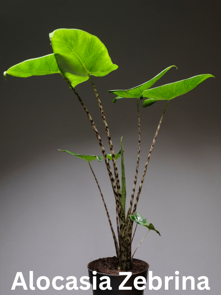 alocasia zebrina , a indoor outdoor plant with big leaves