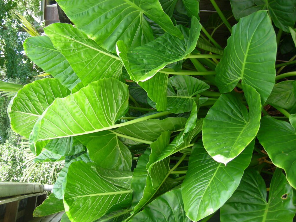 Alocasia brisbanensis (Cunjevoi) thriving in an outdoor Australian garden.