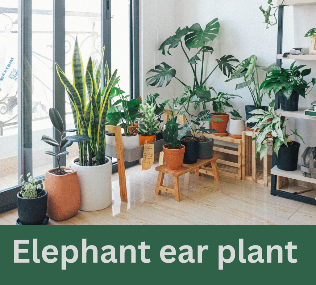 artificial elephant ear plant by gardengreen