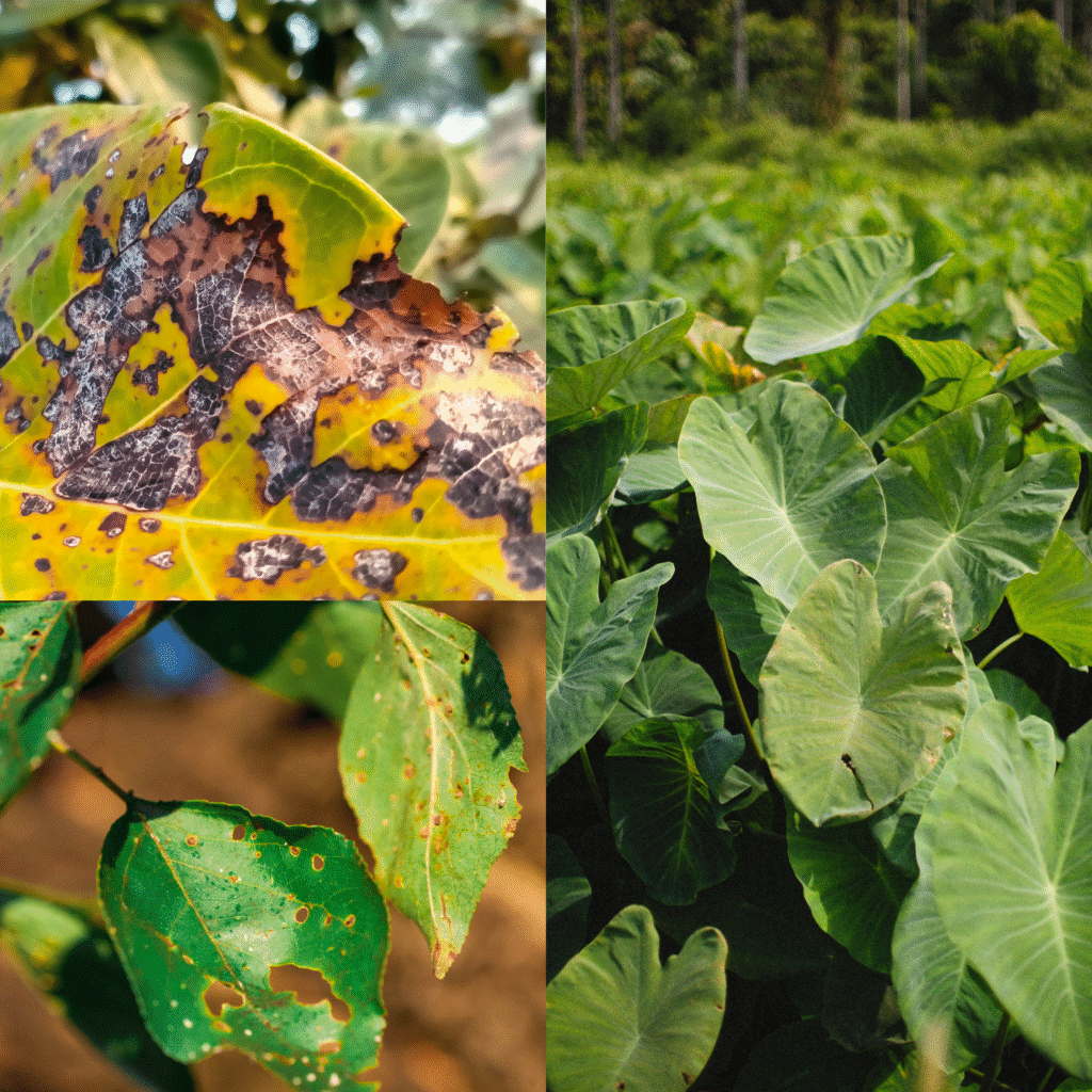 common disease of elephant ear plant and its solutions