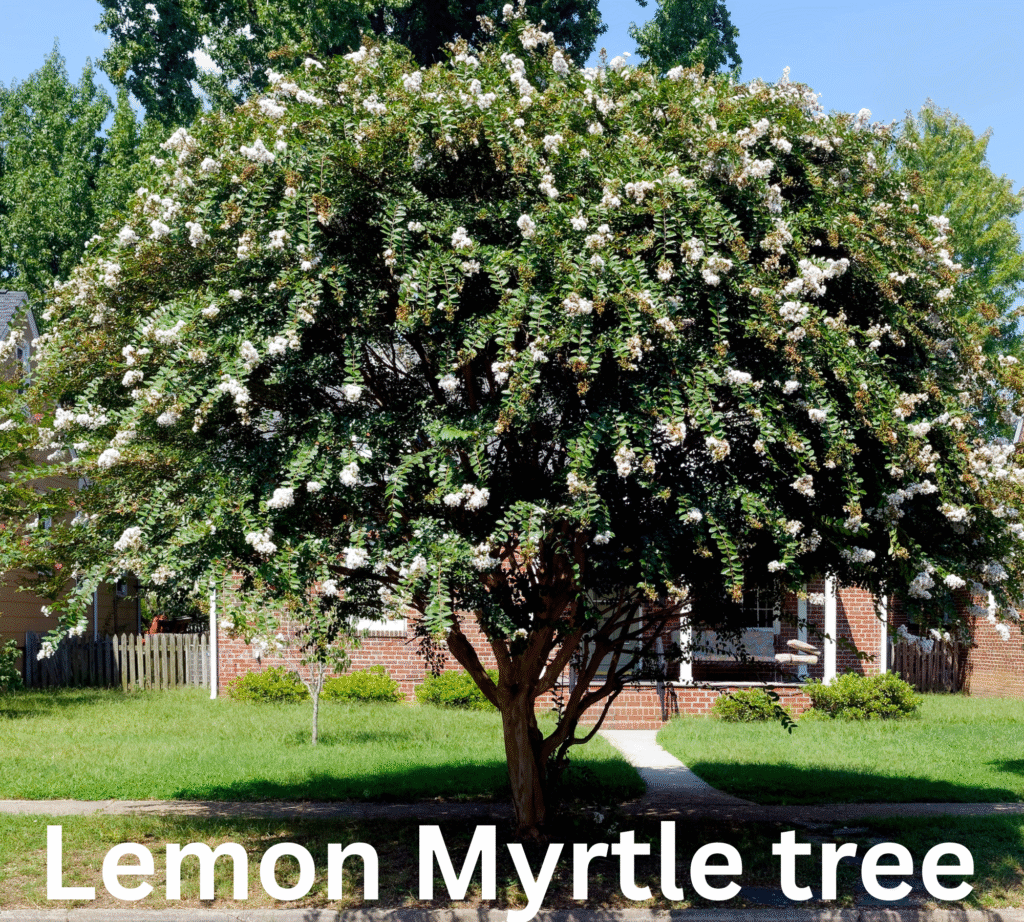how to grow lemon myrtle tree Aussie's favourite gem