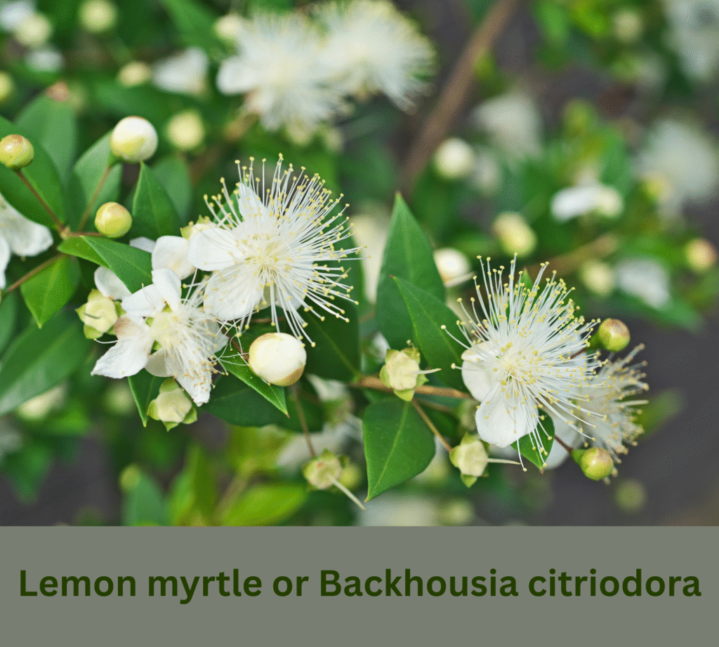 Lemon myrtle Australian's fragrant choice