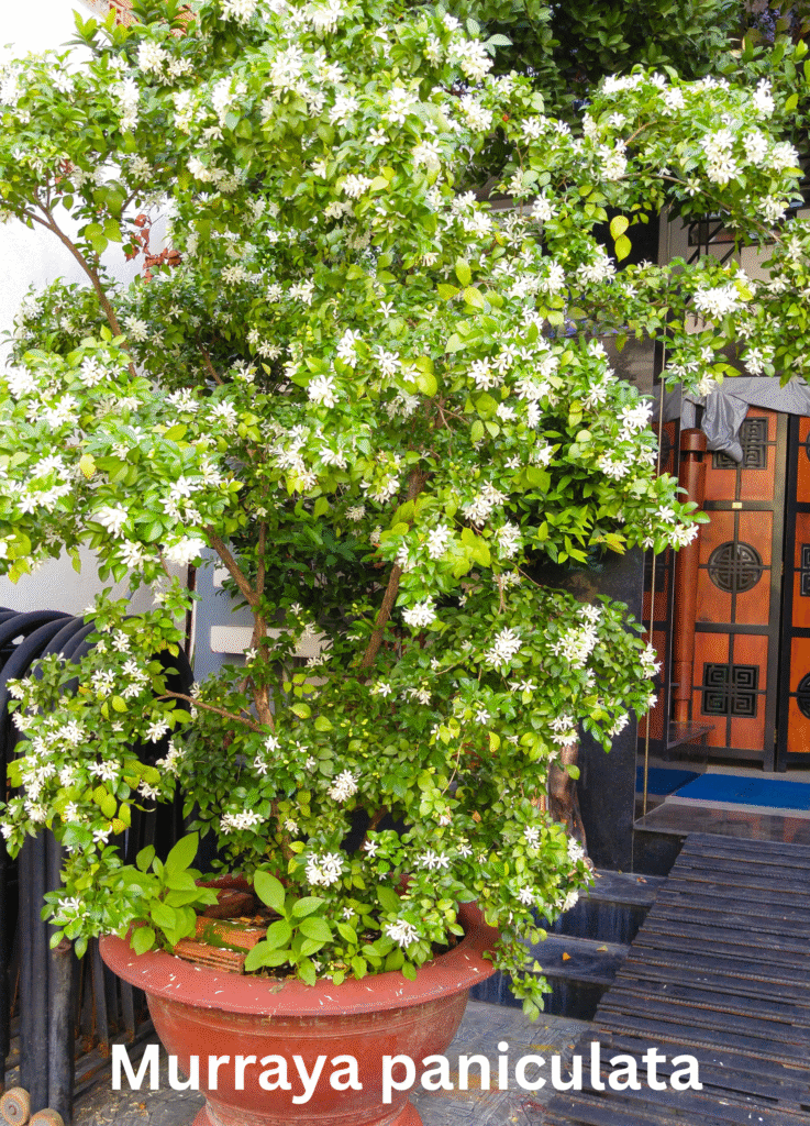 Murraya Paniculata plant, Orange Jasmine,