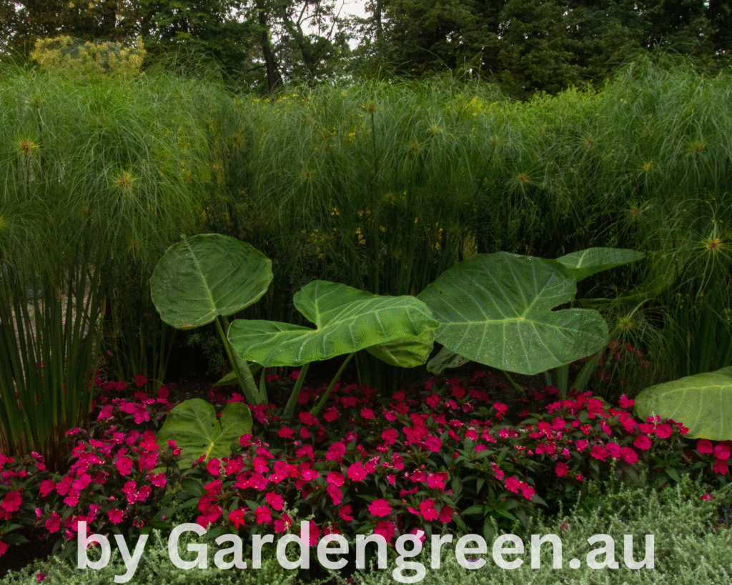 outdoor decoration ideas of elephant ear plant or caladium