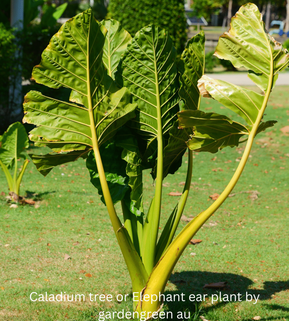 Elephant Ear Plant / Alocasia Brisbaneensis: how to grow and care a Guide for Australians