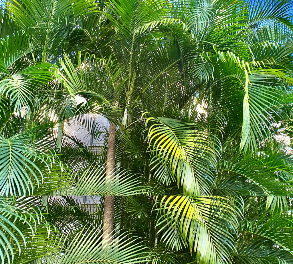 golden cane palm in australia