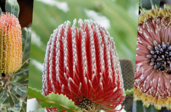 banksia flowers colors and its variety