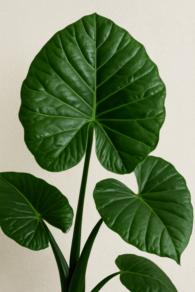 how to grow and care of elephant ear tree step by step guide
