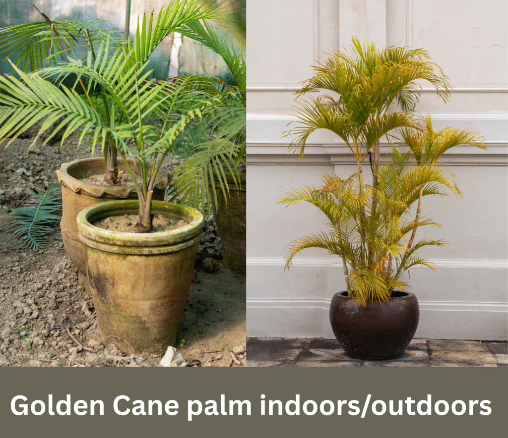 Lush Golden Cane Palm in an Aussie backyard garden