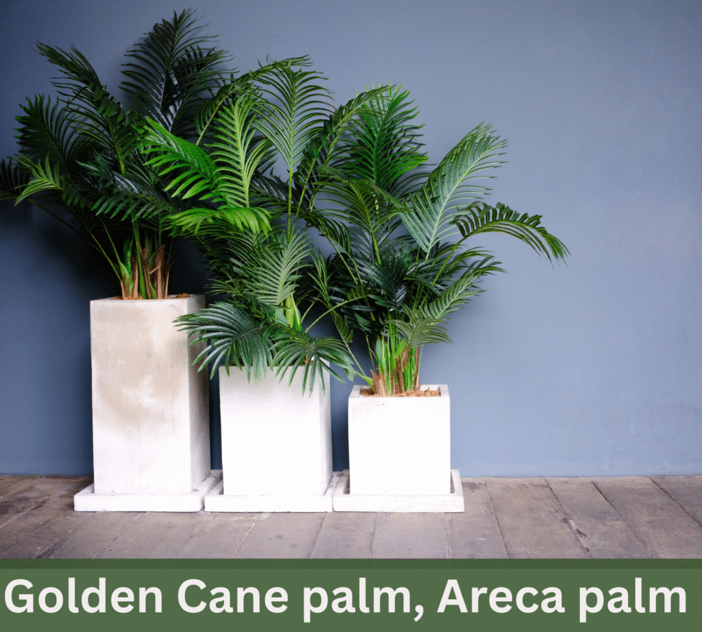 Dwarf Golden Cane Palm  in Australia