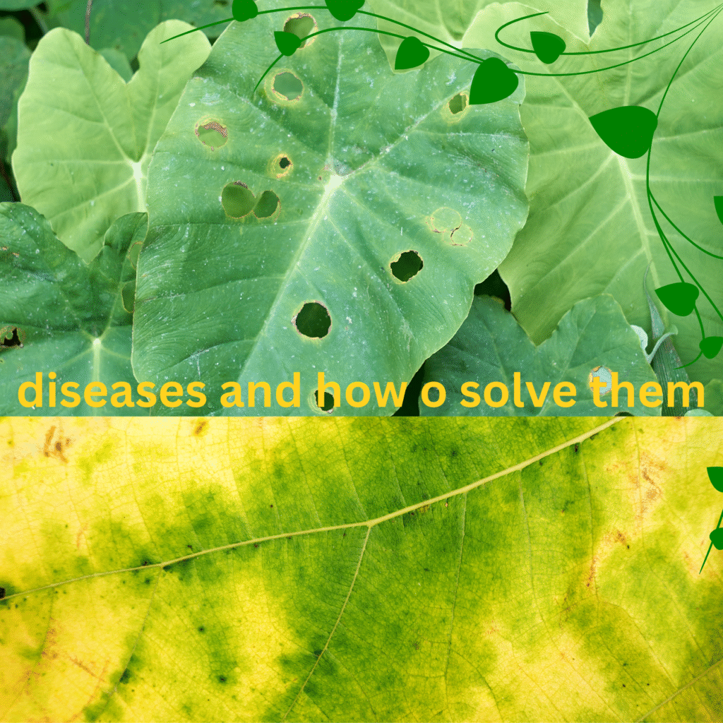 how to fix yellow leaves in plants elephant ear tree or caladium