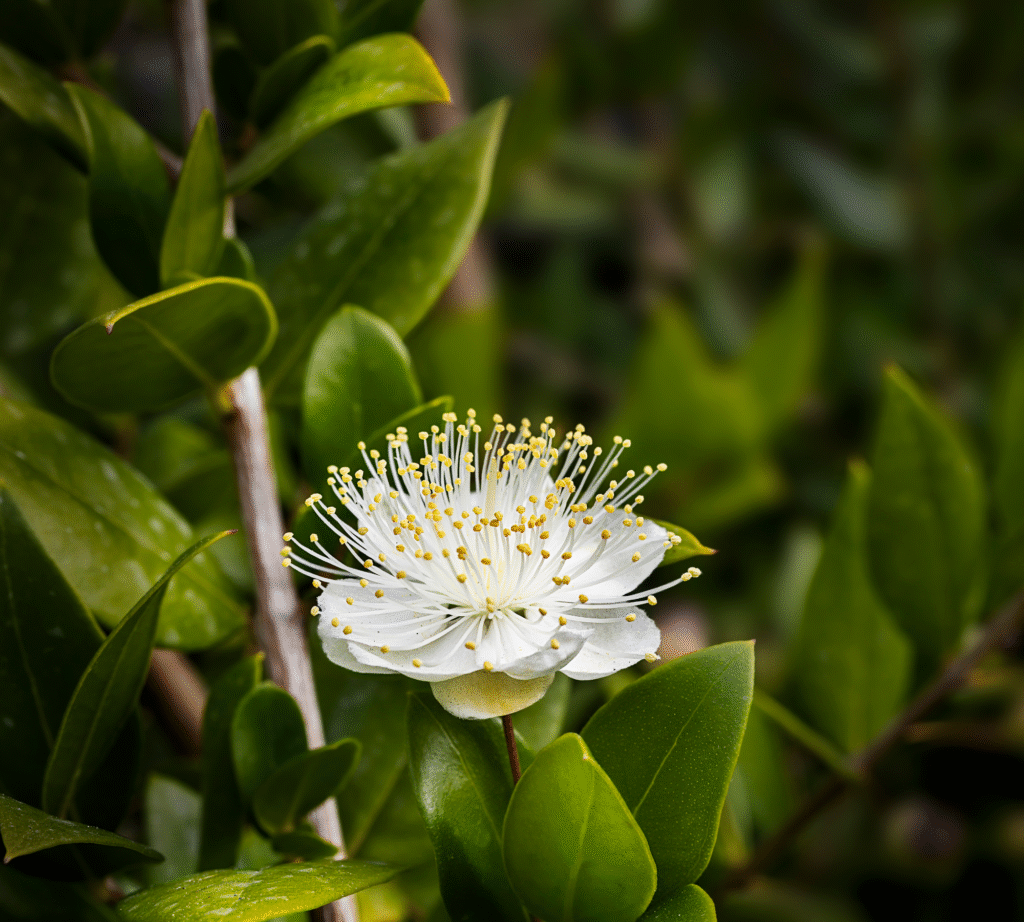 lemon myrtle for indoor outdoor decoration green plant