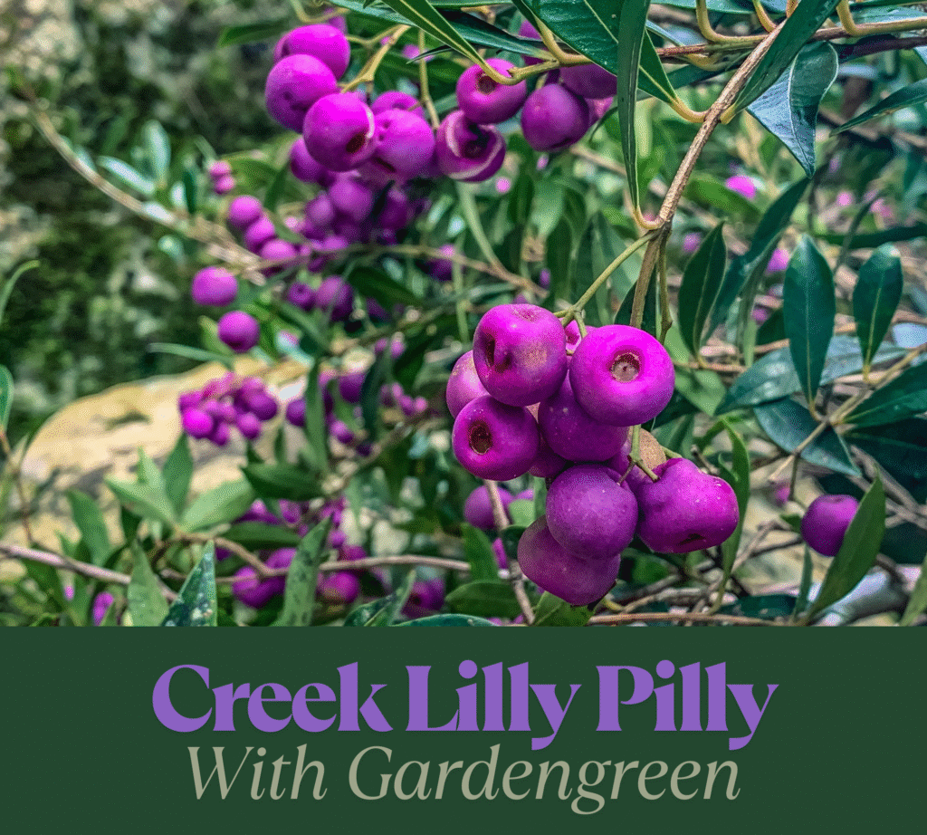 lilly pilly berries, lilly pilly hedges plants tree