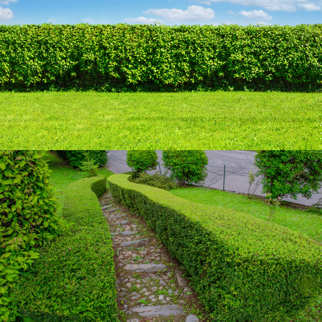 best lilly pilly hedges, privacy screen, lilly pilly trees plants