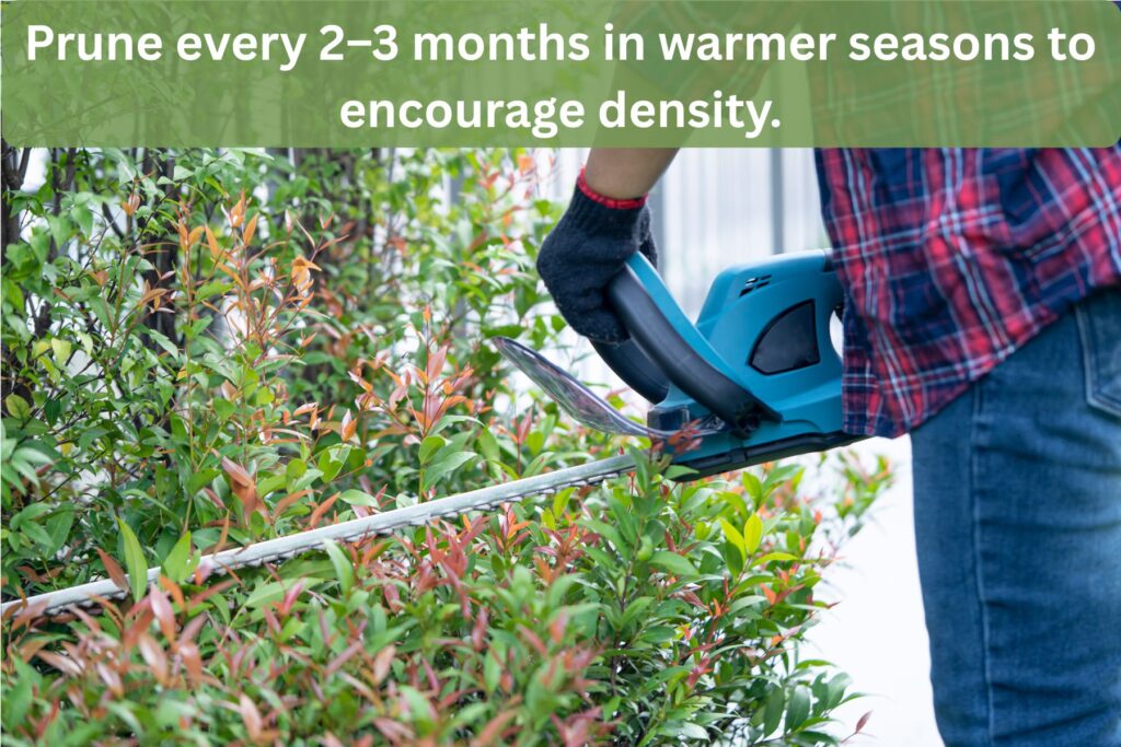 best pruning time of lilly pilly hedging in Australia