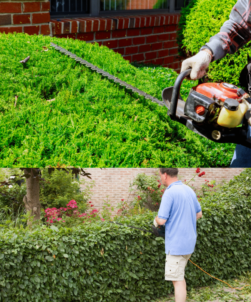 what is the best time of pruning the lilly pilly