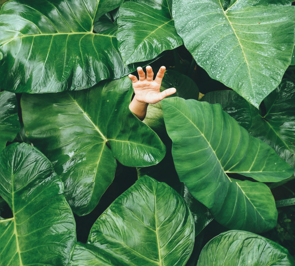 elephant ear plant indoor outdoor decoration for Aussie garden