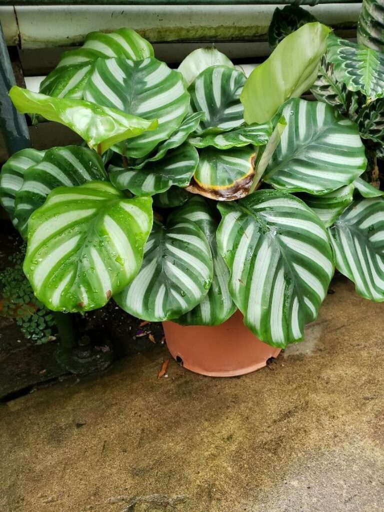 Common causes of yellow leaves on Calathea in Australia