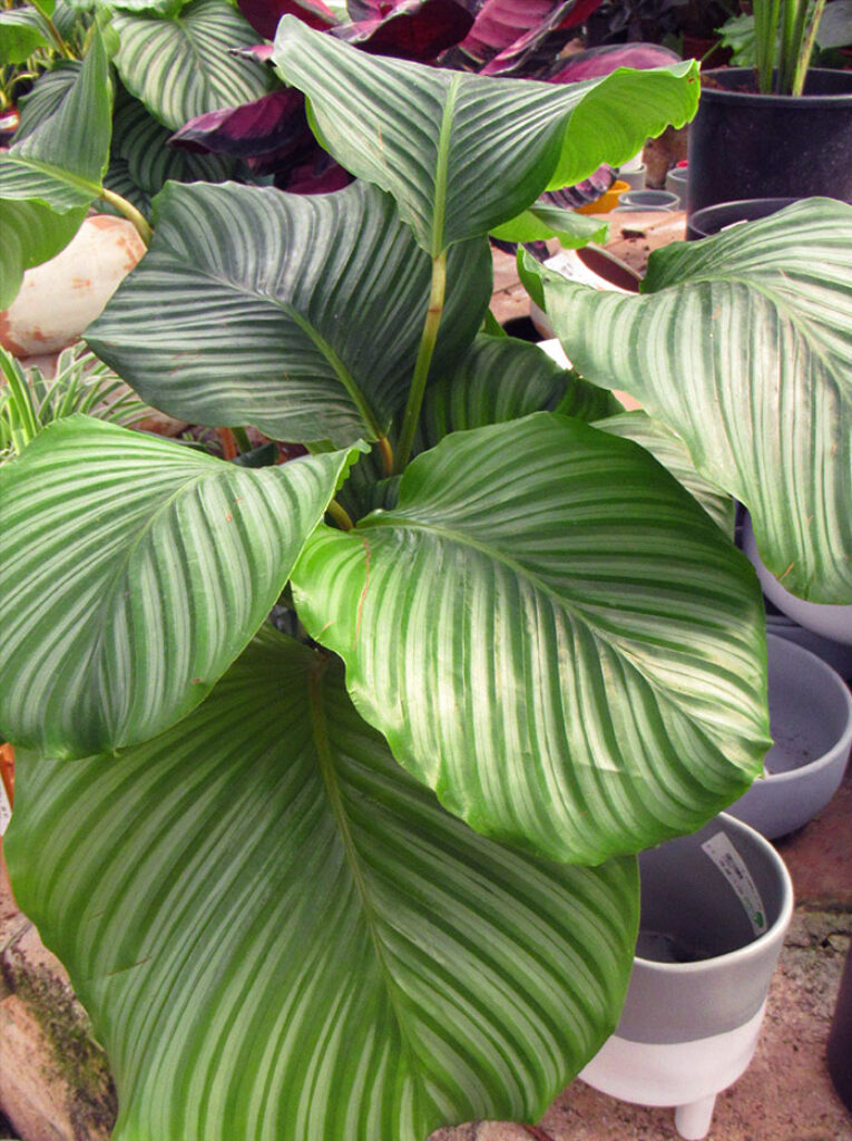 orbifolia-Calathea-by-gardengreen