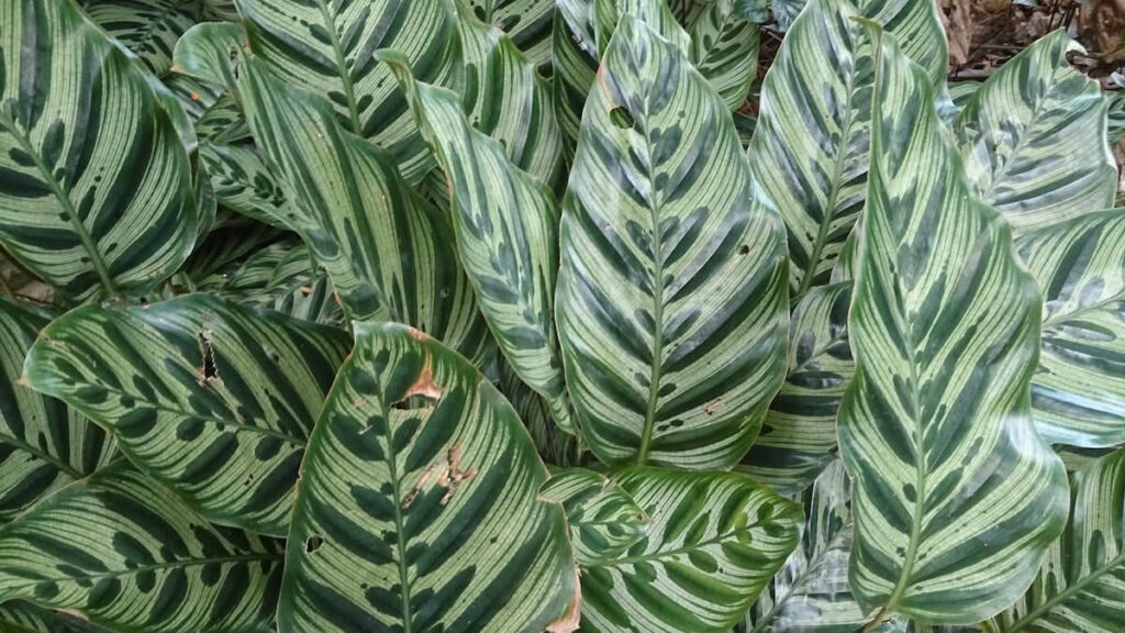 Calathea yellow leaves Australia indoor plant problem