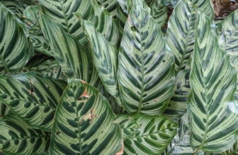 Calathea yellow leaves Australia indoor plant problem