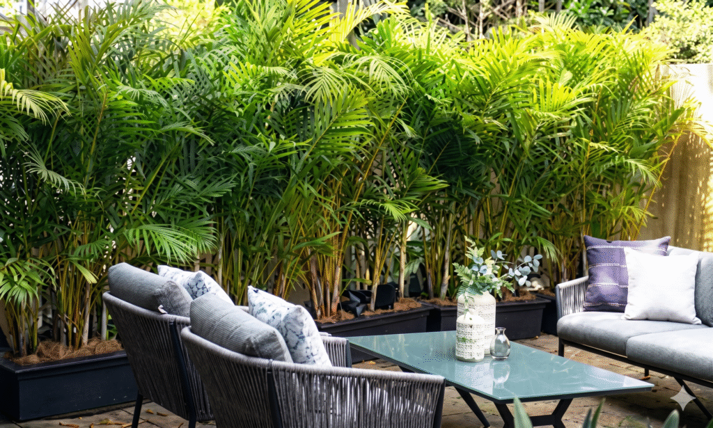 Golden Cane palm Makes the Perfect Privacy Screen
