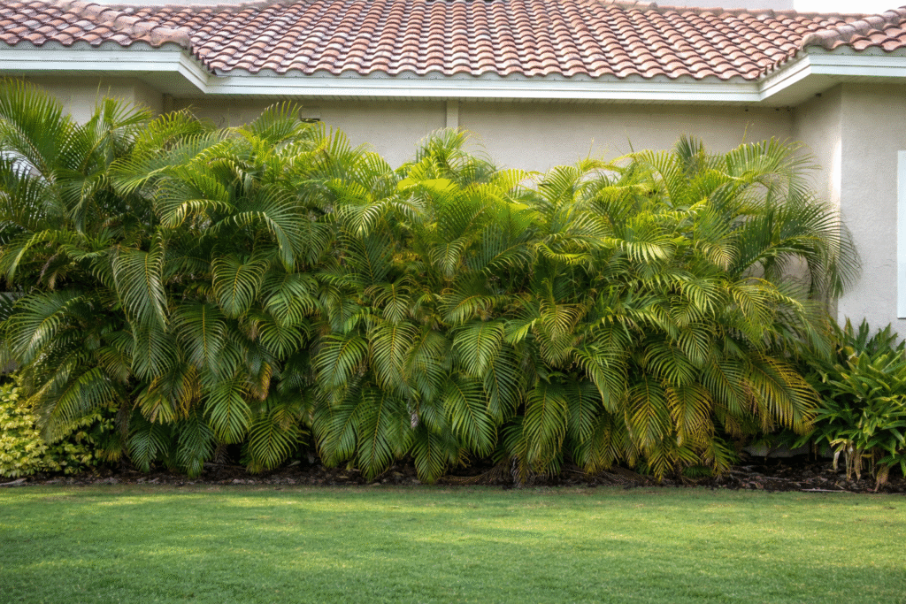 Golden Cane Palms can survive drought, but regular watering helps them grow faster and fuller