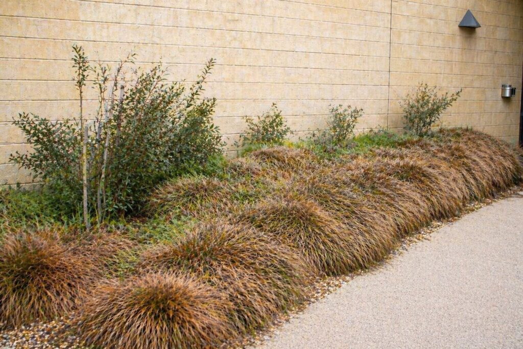 did you plant Casuarina glauca 'Cousin It' for to create that stunning, low-maintenance lush landscaping