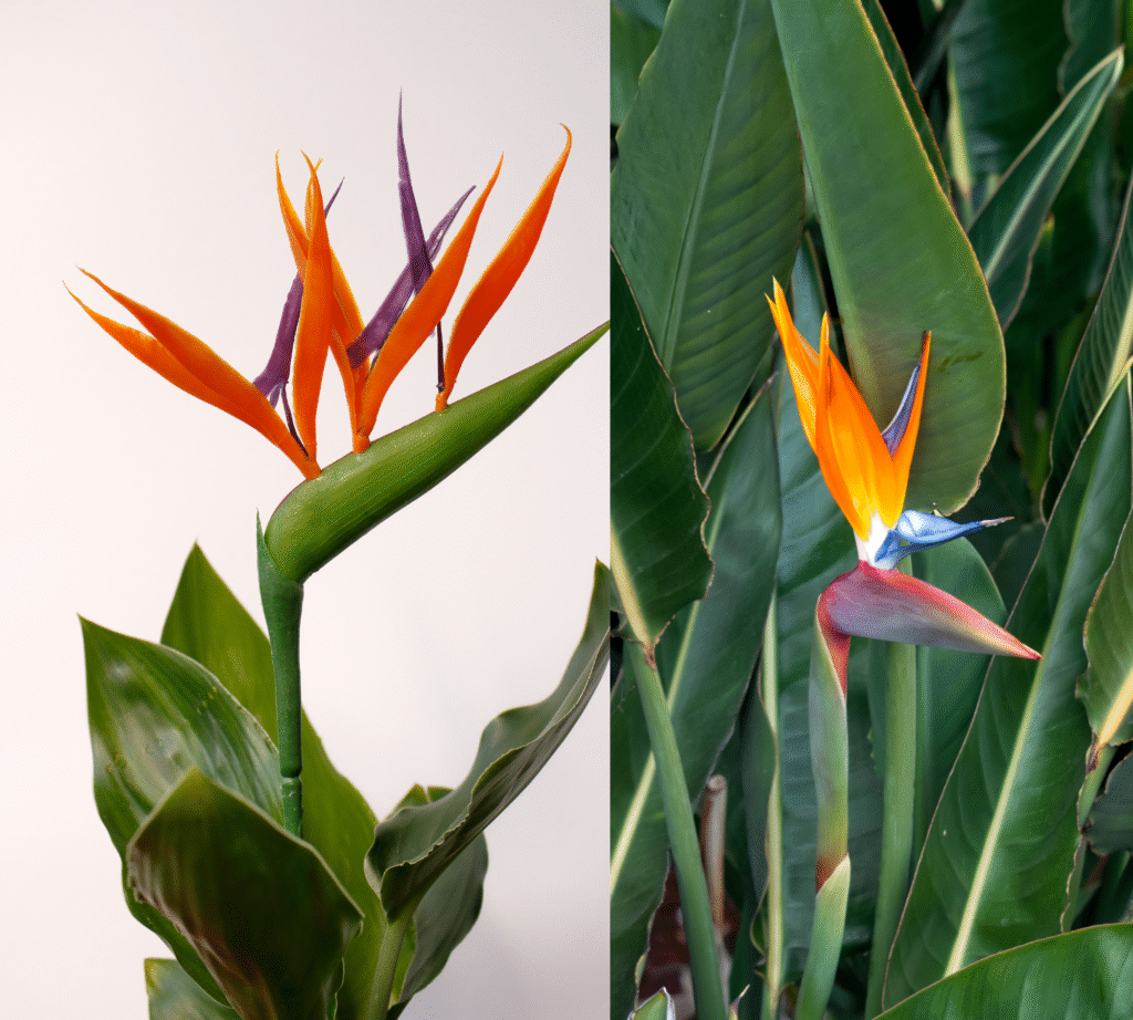 zimmerpflanze chamaedorea XXL Bergpalme 90–100 cm – Chamaedorea elegans Zimmerpflanze | Mexikanische  Bergpalme