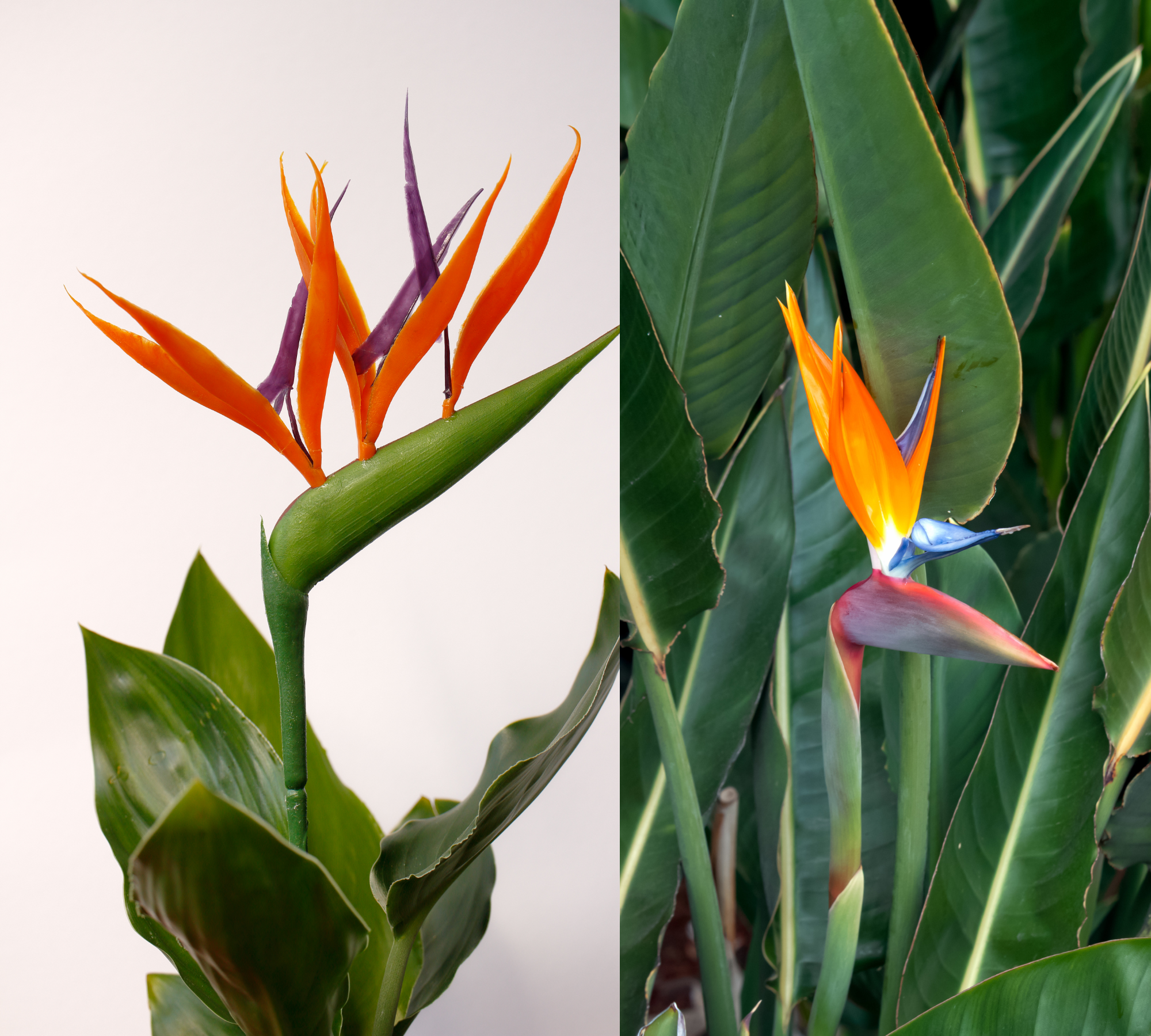 Learning-how-to-grow-care-Strelitzia-in-Australia.