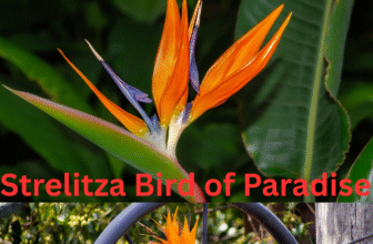 how to grow care Strelitzia-Bird-of-Paradise-Australia