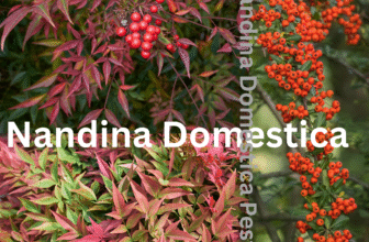 Discover Nandina domestica pests in Australia