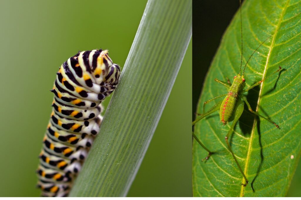 Psyllid Damage