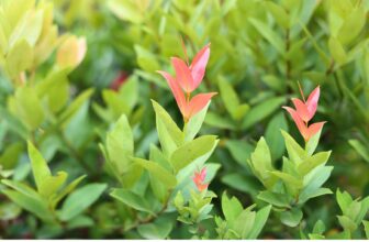 Syzygium Australe a complete growing guide