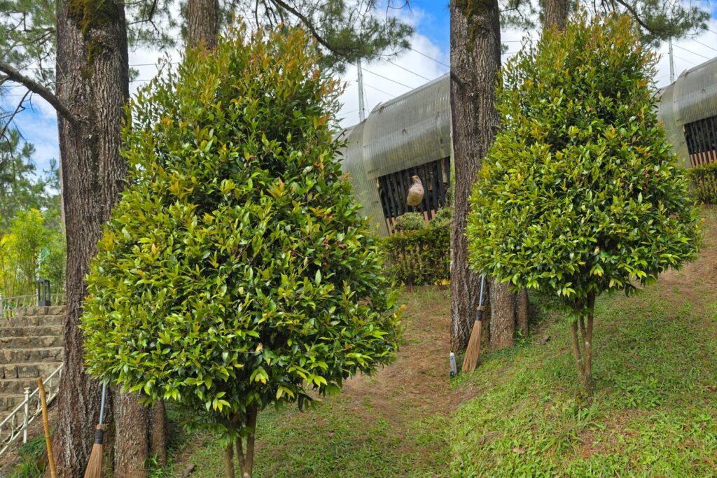 Australian Aussie gardeners do like itSyzygium Australe