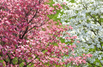 Teddy Bear Magnolia Tree.