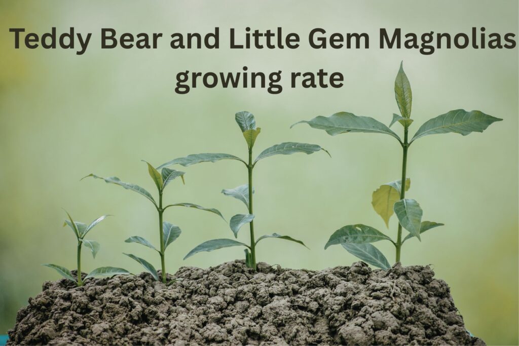 growth rate is different of both Teddy Bear and Little Gem Magnolias