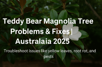 How do I fix root rot in my Teddy Bear Magnolia